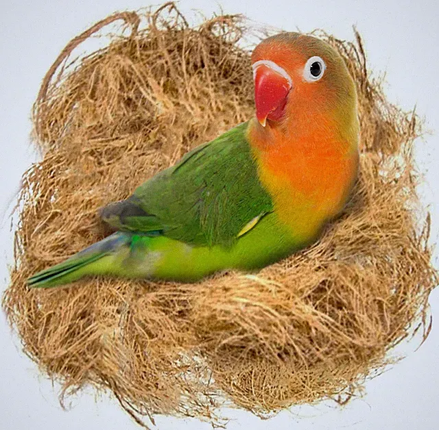 Finch Coconut Fiber, Loose Bedding Substrate for Birds Nest Cages, Nesting Mater